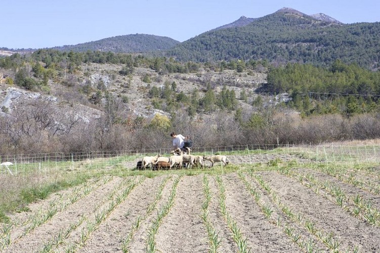 L'éleveur du groupe