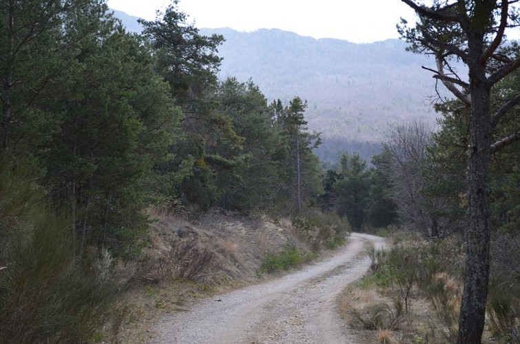 Forêt de l'Eygues