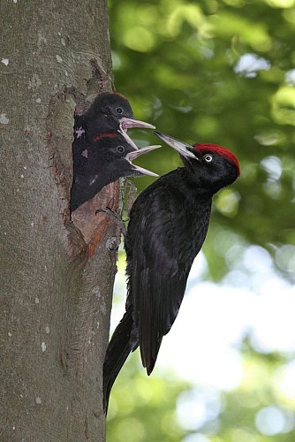 Le Pic Noir et ses petits