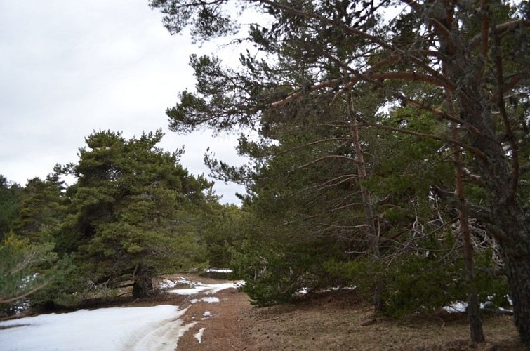 Forêt de pins du Col d'Arron