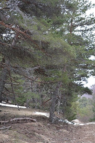 Lichen dans les pins