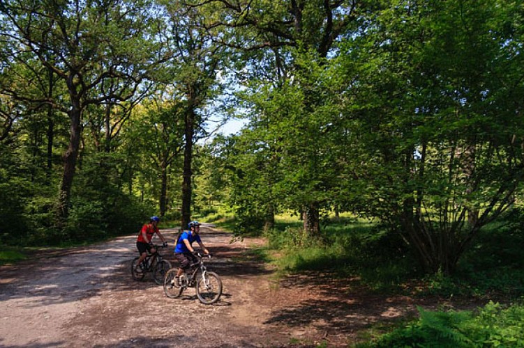 Forêt de Bouconne