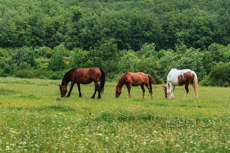 Forêt de Bouconne