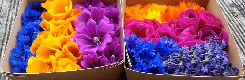 Plantes aromatiques médicinales et fleurs comestibles bio