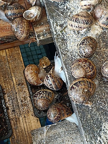 Escargots heliciculture degustation coulonges Thouarsais Deux Sevres