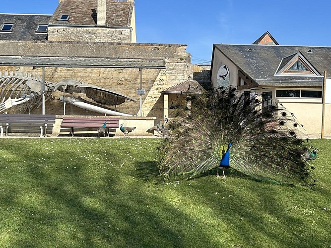 paons-parc-de-la-baleine-luc-sur-mer-credit-orane-trinite (1)