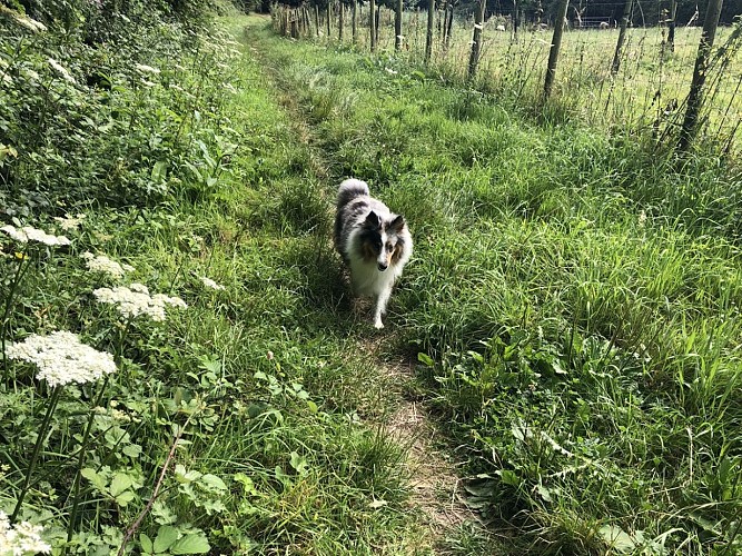 vallon-de-la-capricieuse-luc-sur-mer-credit-mathilde-lelandais (7)
