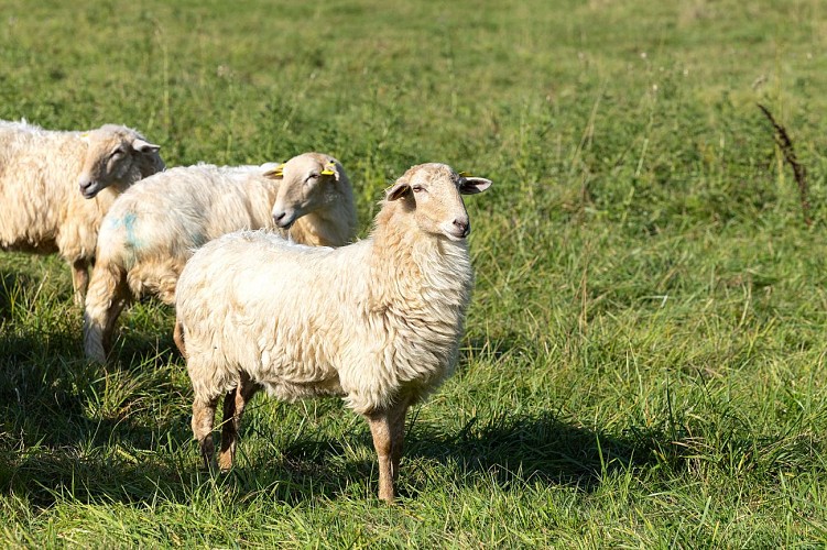 Ferme de la Coulée Verte