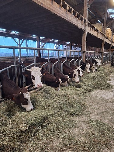 Vaches à l'étable