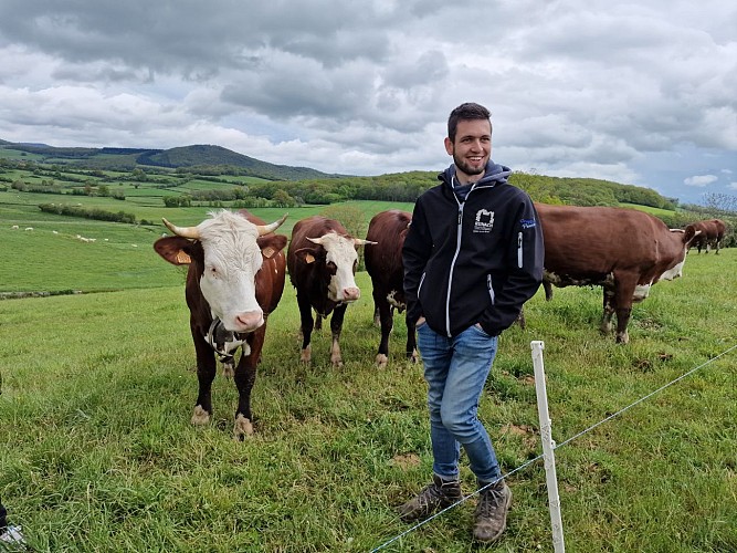 Vaches dans les prés