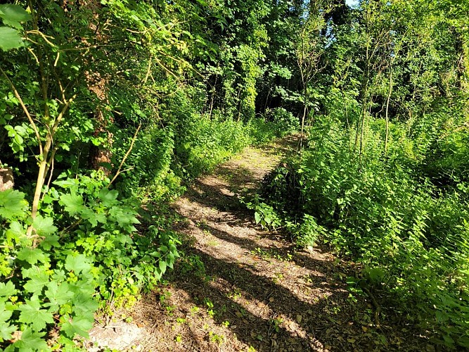 Clos des Monts à St Ouen des Besaces (TIS) (4)