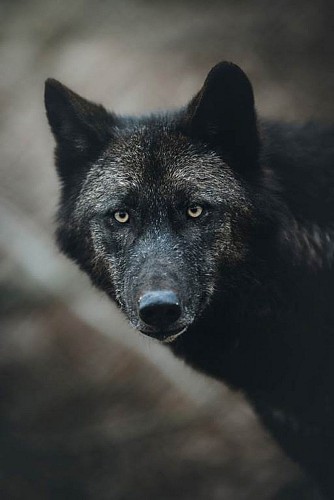 Loup noir du Canada
