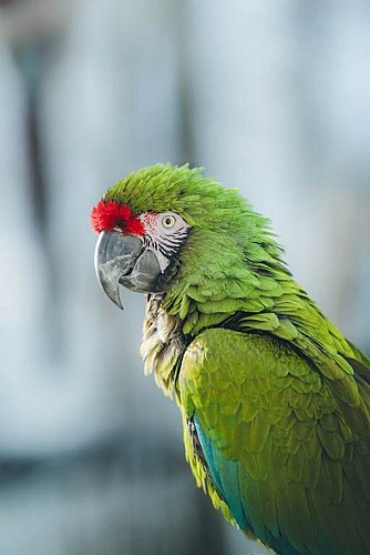 Perroquet ara militaire
