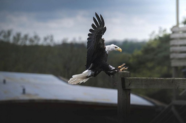 Aigle pygargue