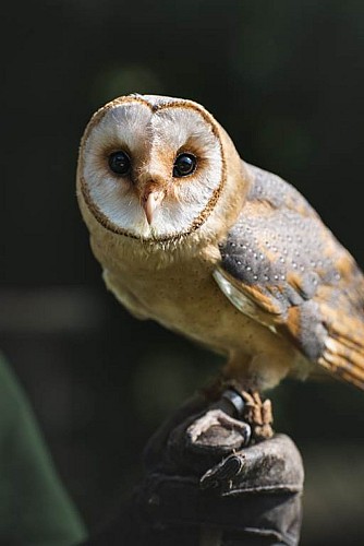 Chouette effraie
