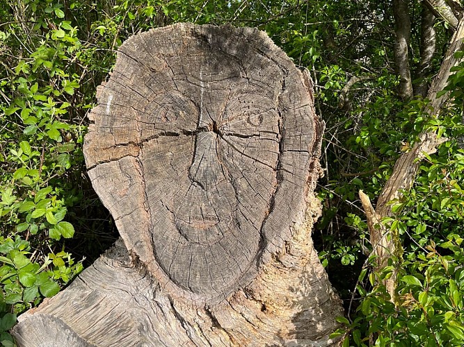 Parc de la Taffarette