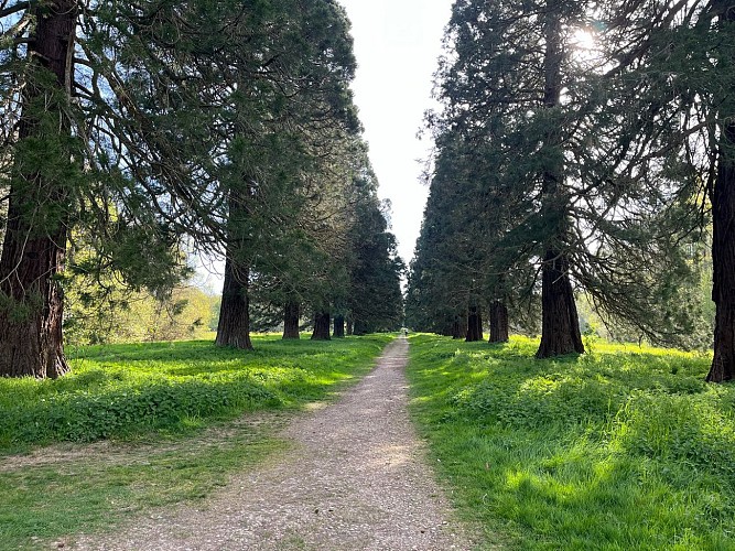 Allée des Lions - Forêt Régionale de Ferrières-en-Brie