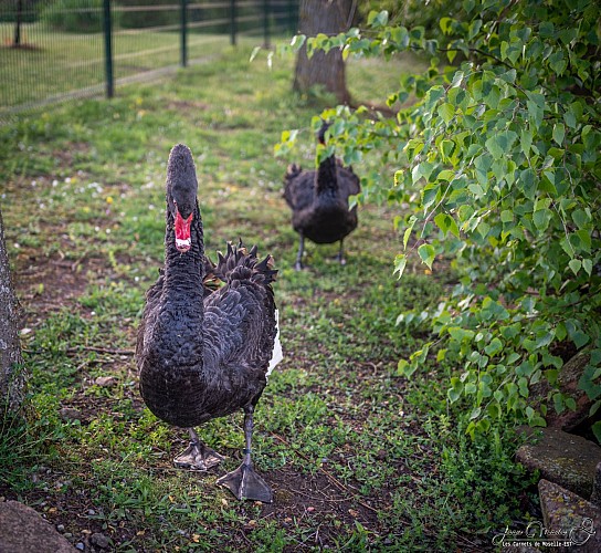 Parc municipal de Freyming-Merlebach