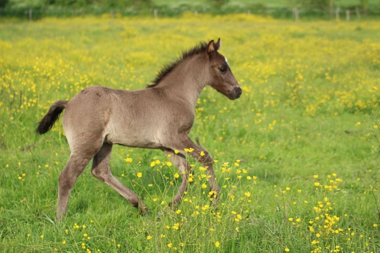 GÎTE ÉQUESTRE DU CANAL