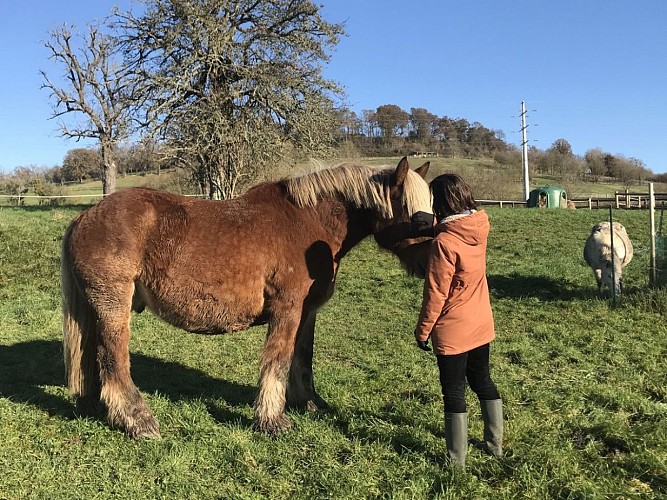 Equi'Potentiels - Grangues - Séance individuelle équicoaching