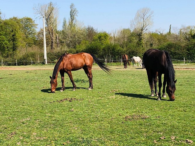 HARAS DEL'OLIVIER-CHEVEAUX