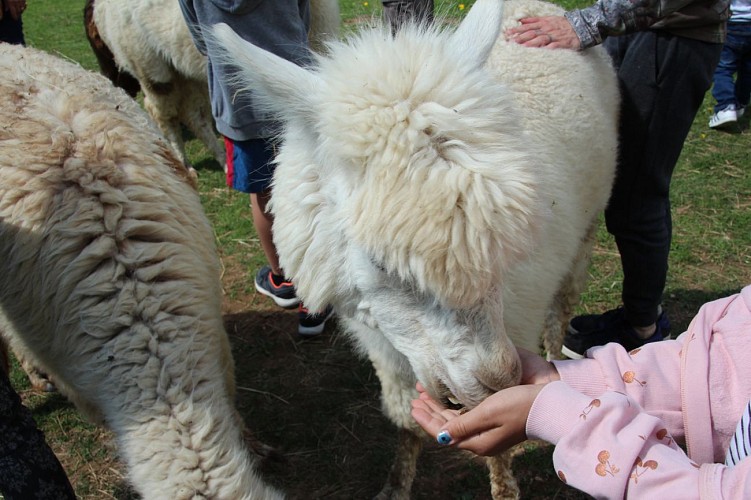 Lafayette Lama and Alpaca farm