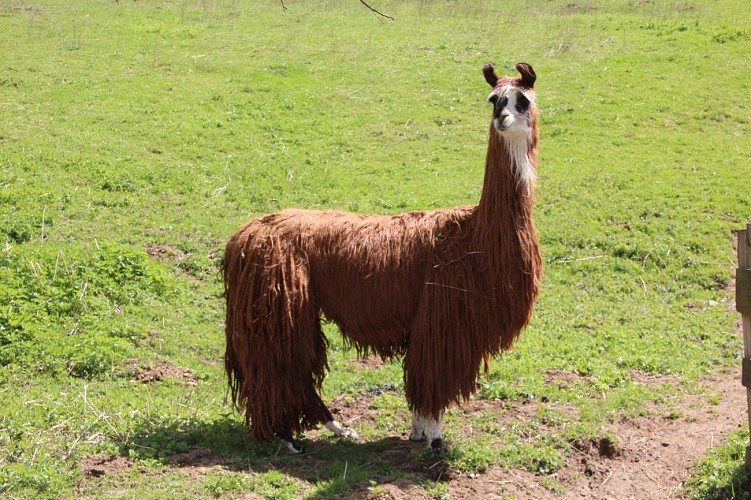 Lafayette Lama and Alpaca farm