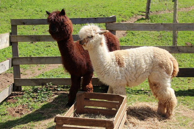 Lafayette Lama and Alpaca farm
