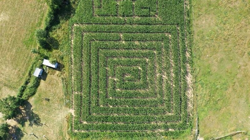 Labyrinthe de maïs géant