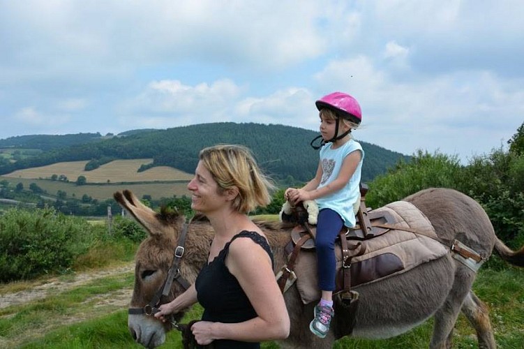 Les ânes du Plateau