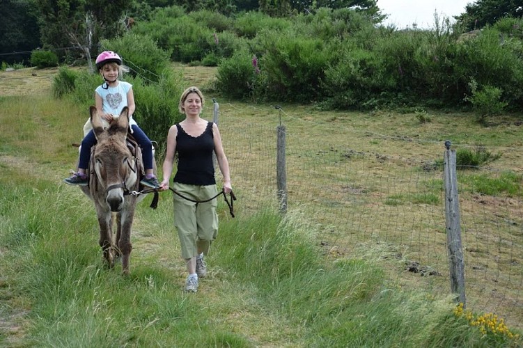Les ânes du Plateau