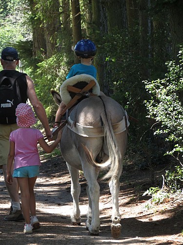 Les ânes du Plateau