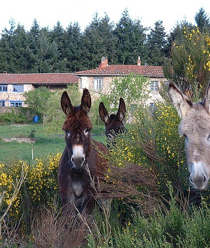 Les ânes du Plateau