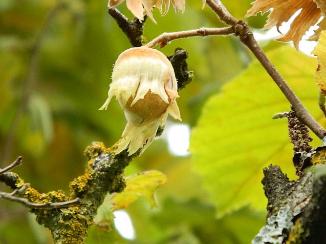 Noiseraies du Lyonnais, Hazelnuts and by-products