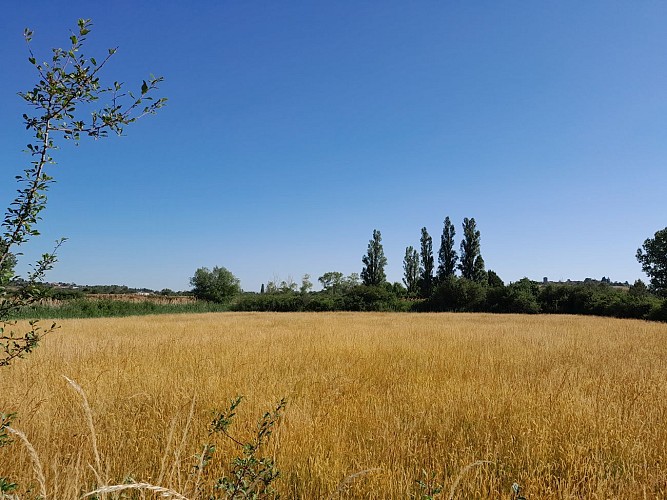A Sensitive Natural Area, the moors of Montagny
