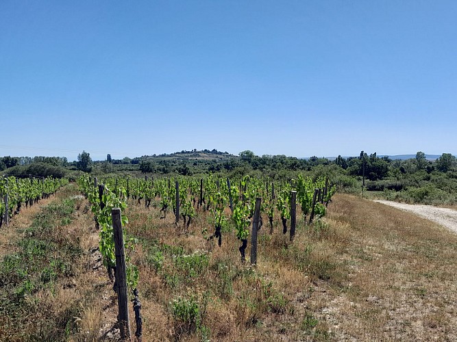 A Sensitive Natural Area, the moors of Montagny