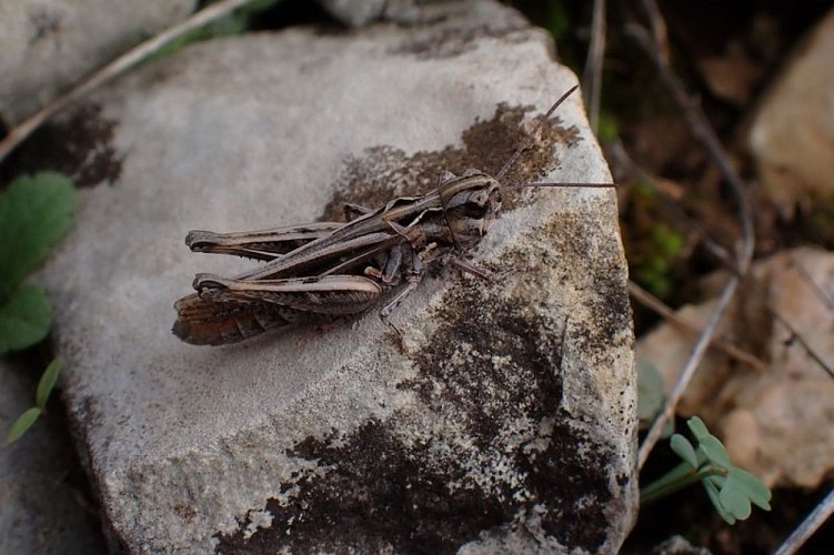 Le bien nomé Criquet des garrigues