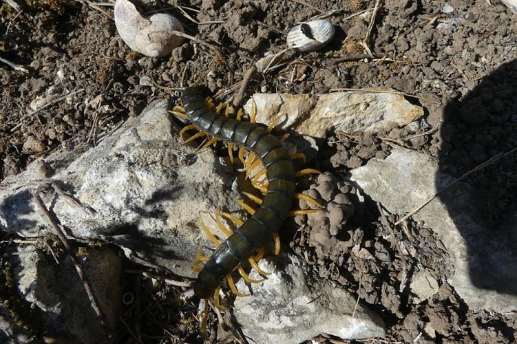 Scolopendre ceinturé