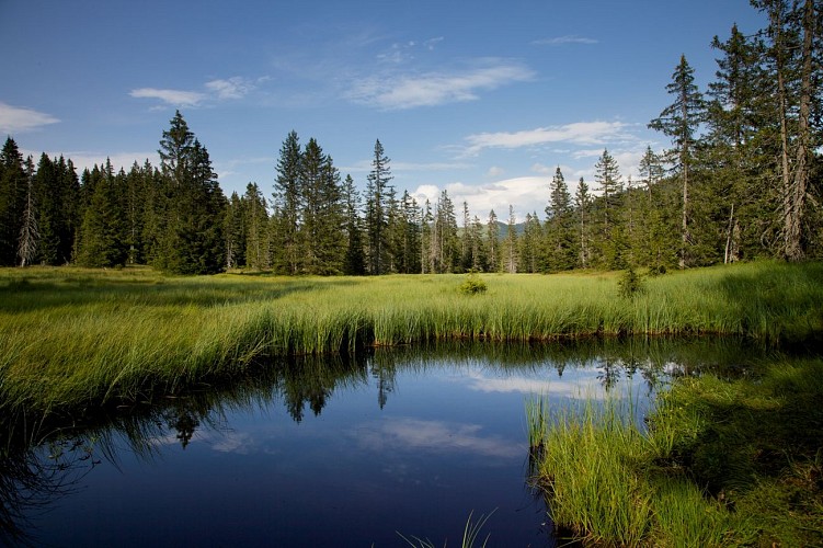 Guided tour of the flora and natural environments trail - the life of a peat bog