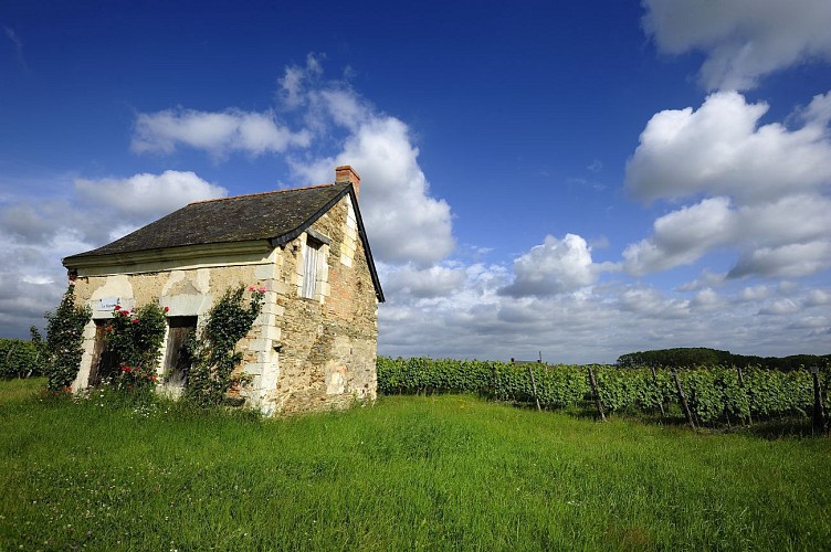 Cabanes de vignes 
