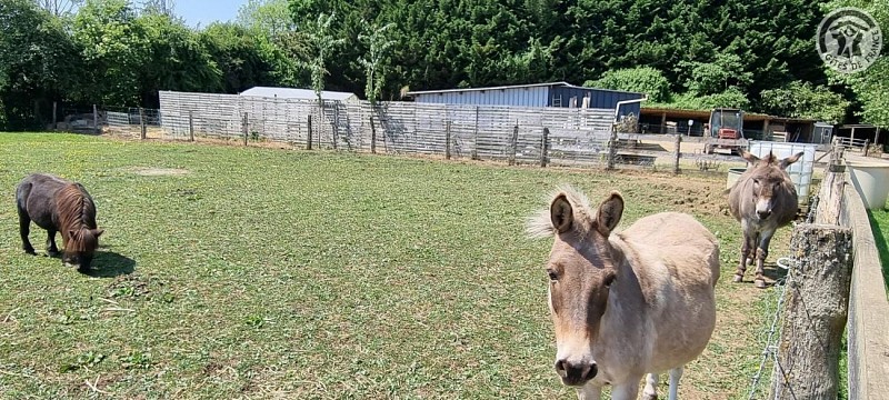 BESME Roulotte Nyméria