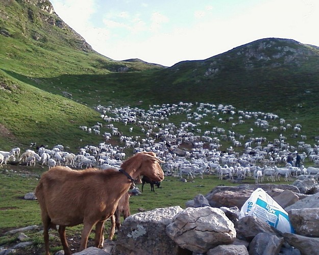chevre chez justau GOUAUX DE LUCHON