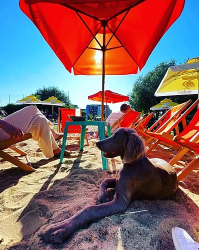 Les Copains d'abord dog friendly