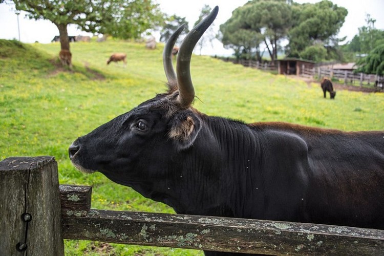 Parc du Thot Arrivee_Loups 1_Aurochs