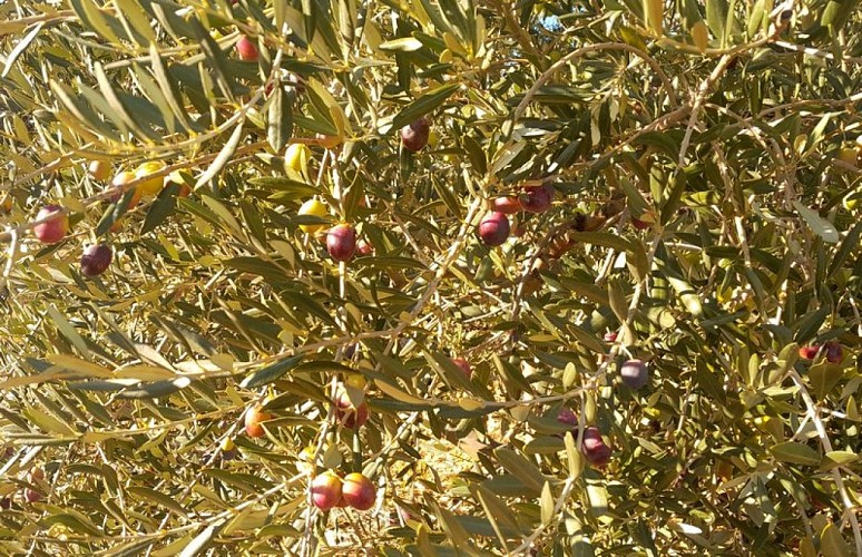 Olives sur leur olivier