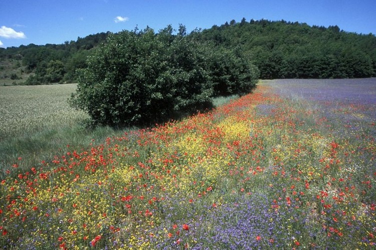 Plantes messicoles