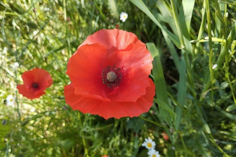 Coquelicot, plante messicole