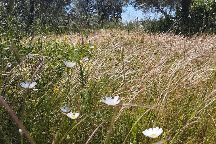 Plantes messicoles