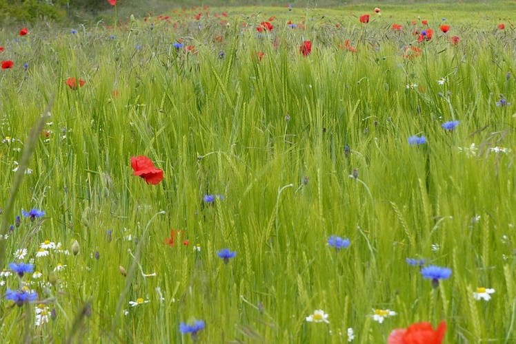 Bleuets et coquelicots