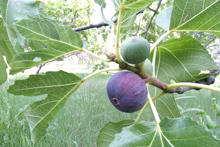 Figues